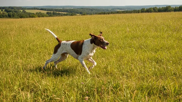 Athletic pointer mix dog running through a grassy field with alert posture and ears perked