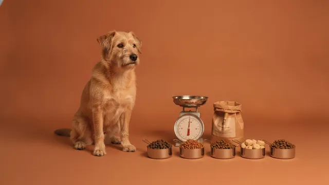 Scruffy wheaten dog sits beside five steel cups of different kibble and a kitch